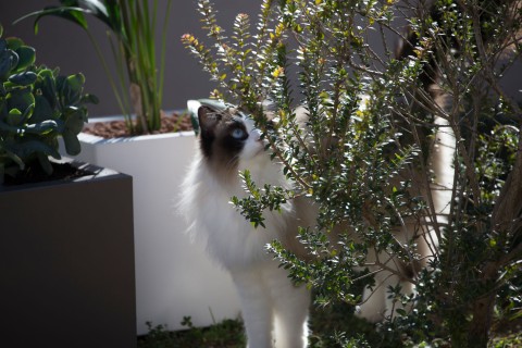 Você Sabe Quais Plantas Evitar Para o Bem-Estar do Seu Pet?
