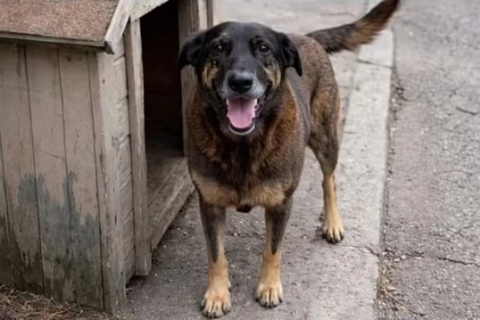 Cão Orelha
