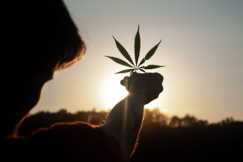 Cannabis e Intolerância Religiosa: Quando a Proibição Fere o Sagrado