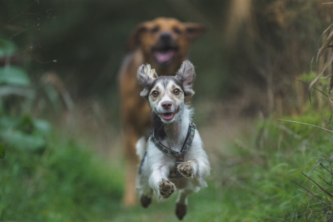 Doenças Causadas por Carrapatos em Cães: Vamos Falar Sobre Isso!