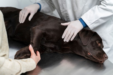 Vamos Falar de Eutanásia Para Animais?