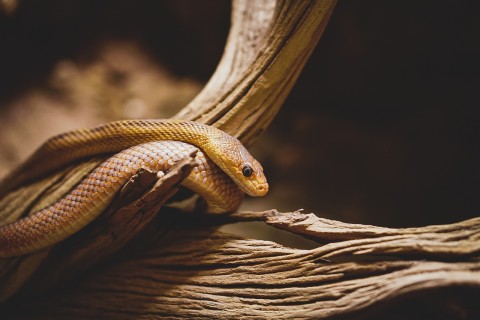 Sonhar com Cobras: Um Sinal ou Só um Susto?