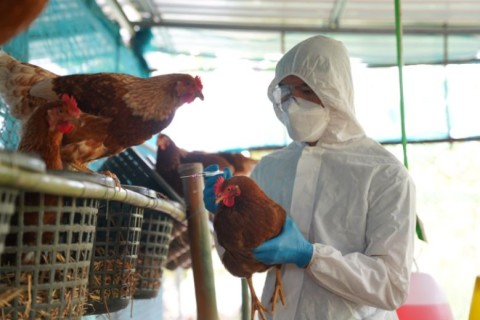 Brasil Em Alerta Para Foco De Gripe Aviária