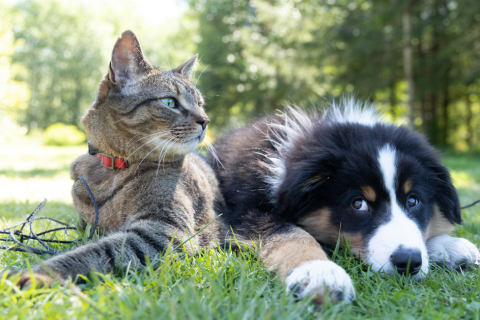 Alergias em Cães e Gatos: O Desafio dos Peludinhos!